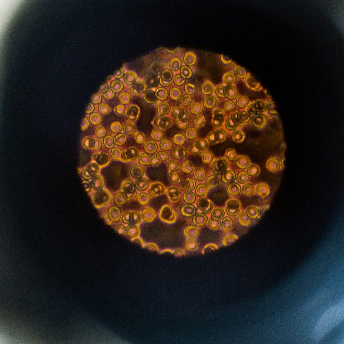 How Hydration Impacts Vitamin Absorption